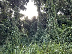 Selaginella willdenowii