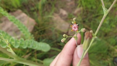 Lopholaena segmentata