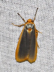 Sozusa scutellata