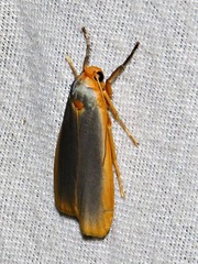 Sozusa scutellata