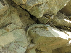 Darevskia defilippii