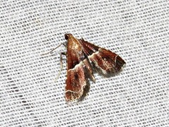 Endotricha consobrinalis