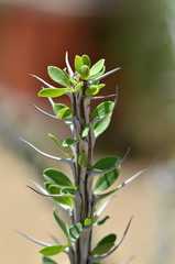 Fouquieria splendens