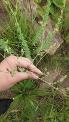 Lopholaena segmentata