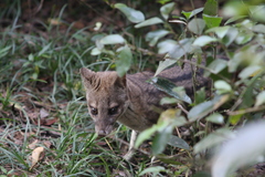 Fossa fossana