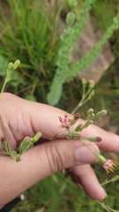 Lopholaena segmentata