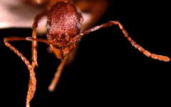 Aphaenogaster ashmeadi