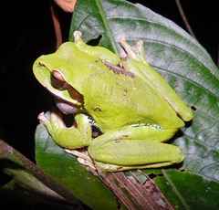 Smilisca cyanosticta