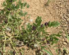 Vicia narbonensis