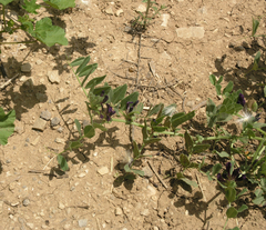 Vicia narbonensis
