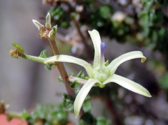 Wahlenbergia nodosa
