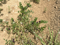 Vicia narbonensis