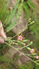 Lopholaena segmentata