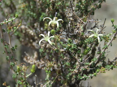 Wahlenbergia nodosa