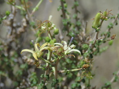 Wahlenbergia nodosa