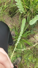 Lopholaena segmentata