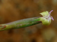 Dianthus micropetalus