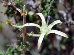Wahlenbergia nodosa