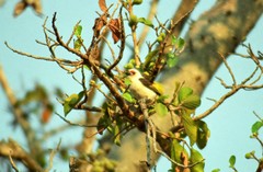 Lybius chaplini