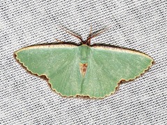 Heterorachis devocata