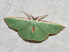 Heterorachis devocata