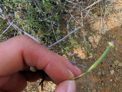 Dianthus micropetalus