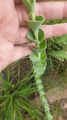 Lopholaena segmentata