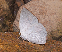 Curetis acuta dentata