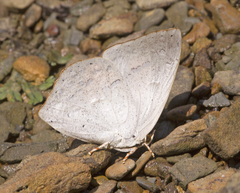 Curetis acuta dentata