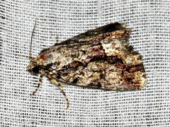 Iambia inferalis