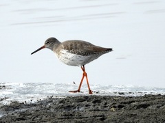 Tringa totanus
