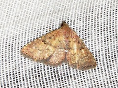 Cerynea thermesialis