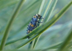 Coccinella septempunctata
