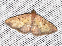 Cerynea thermesialis