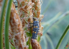 Coccinella septempunctata