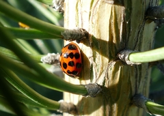 Harmonia axyridis