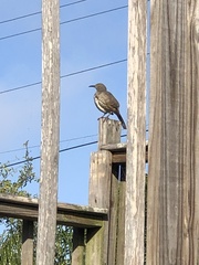 Toxostoma curvirostre