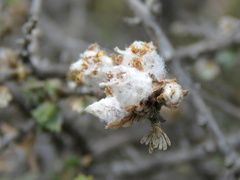 Eriocephalus spinescens