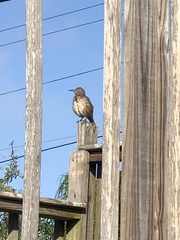 Toxostoma curvirostre