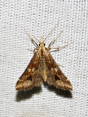 Diasemia disjectalis