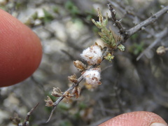 Eriocephalus spinescens