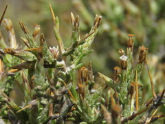 Amphiglossa triflora