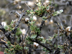 Eriocephalus spinescens