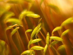 Ptychostomum capillare