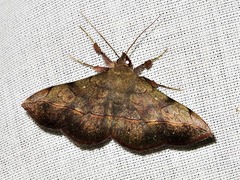 Anticarsia rubricans