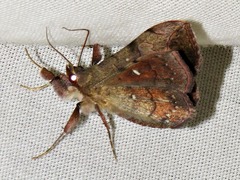 Anticarsia rubricans