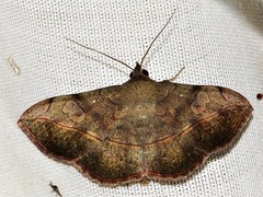 Anticarsia rubricans