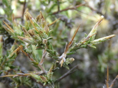 Amphiglossa triflora