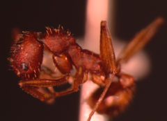 Aphaenogaster ashmeadi