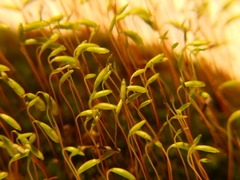 Ptychostomum capillare